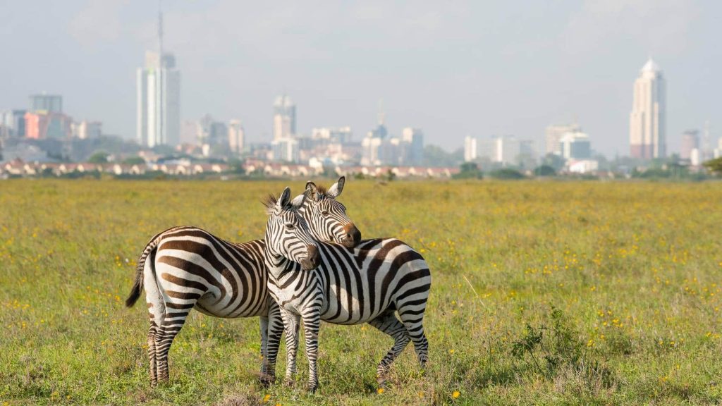 Two zebras in Nairobi National Park with the city skyline in the background