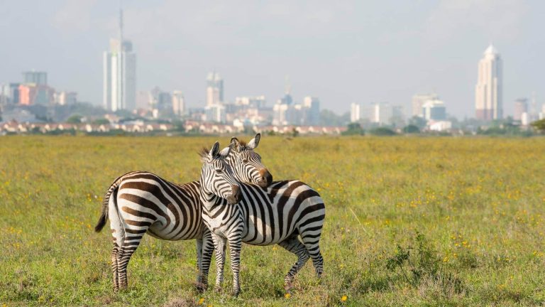Two zebras in Nairobi National Park with the city skyline in the background